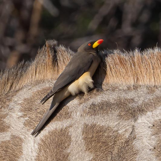Yellow-billed Oxpecker.jpg